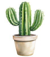Illustration of a cactus in a pot isolated on a transparent background png