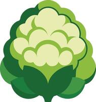 vegetable of illustration Cauliflower vector