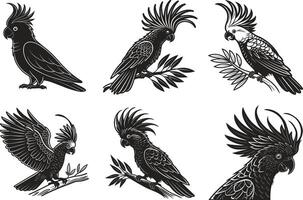 Exotic Cockatoo Bird Illustration vector