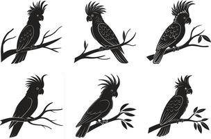 Black Cockatoo Artwork vector