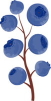 Blueberry branch with large ripe blueberries on brown stems. Isolated on transparent background. png