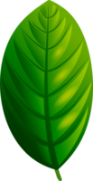 Single fresh green leaf with visible veins. Isolated on transparent background. png