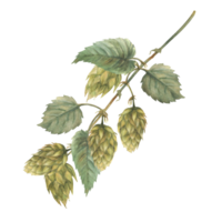 Green hops branch. Hop bitter leaves and cones plant curly twig stem. Floral harvest. Hand drawn watercolor illustration for beer label for use by brewing industry. Clipart isolated from background png