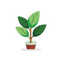 Rubber plant isolated flat illustration on white background. vector
