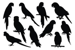 Parrots silhouettes set isolated flat illustration on white background vector