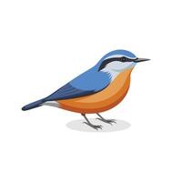 Nuthatch bird isolated flat illustration on white background. vector