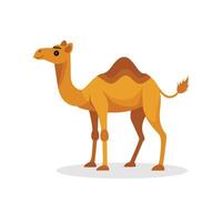 Camel isolated flat illustration on white background. vector