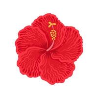 Red tropical hibiscus flower top view. Color hand drawn illustration isolated on white background. Textured mixed drawn hibiscus single flower. vector