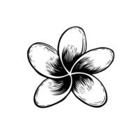 Frangipani or plumeria tropical flower top view. Ink black hand drawn illustration on white background. Hand drawn tropical decorative exotic flower, blooming. vector