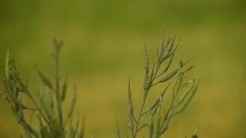 Wild radish plant with green pods and foliage in a natural setting. video