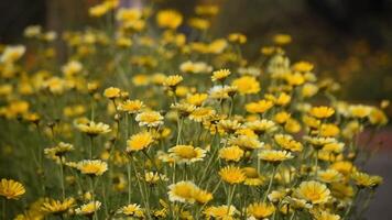 Sunny yellow daisies blooming in a vibrant garden scene. video