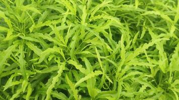 Ming aralia plant with dense green foliage and delicate leaves. video