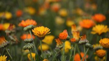 Orange and yellow calendula flowers blooming in a sunlit meadow. video