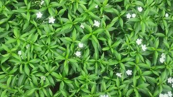 Panning shot of crape jasmine flower from bottom to top. video