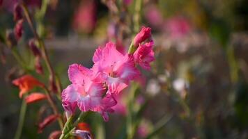 Common gladiolus flower standing tall with vibrant petals. video