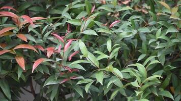 Glossy photinia glabra leaves with vibrant red and green colors. video