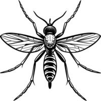 Intricate Isolated Mosquito Insect Sketch vector