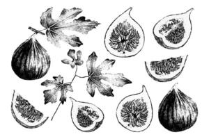 Set of fig fruit with leaves. illustration. Botanical drawing of useful product. Sketch of berry silhouette in graphic style. Vegan organic eco food. Black and white art for packaging, menu vector