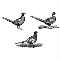 Elegant Pheasant in Flight Design vector