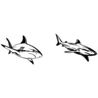 blacktip reef shark vector