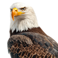 Powerful bald eagle sharp eyes a strong curved beak png