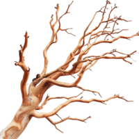 Leafless twisted tree branch a unique structure png