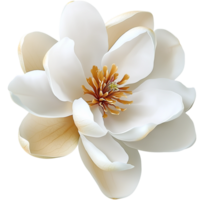 Delicate white magnolia flower in full bloom png