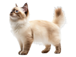 cute ragdoll cat standing isolated on transparent background png