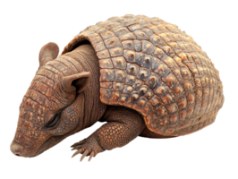 Cute sleeping armadillo isolated on transparent background png