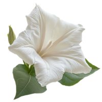 Datura flower isolated on transparent background png