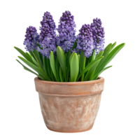 Decorative Handmade Pot with Hyacinths isolated on transparent background png
