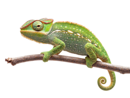 Green chameleon on branch isolated on transparent background png