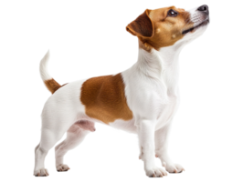 Jack Russell Terrier dog isolated on transparent background png