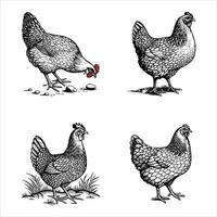 Whimsical Hen with Floral Accents vector