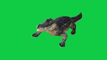 Crocodile, alligator moving tail 3d Render loop animation isolated on green screen background video