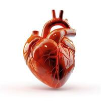 A detailed 3D rendering of a human heart showcasing realistic anatomical features. photo