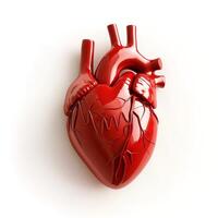 A realistic red anatomical heart model, showcasing intricate details of veins and arteries against a white background. photo