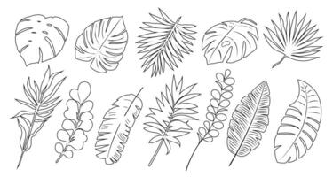 Set of leaves in outline. Tropical leaves - monsters, palm, banana and others. Sketch, doodle, contour. vector