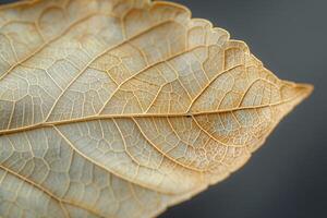 A close-up of a dried leaf showcasing intricate vein patterns and a delicate texture on a neutral background. photo