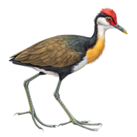 A bird with a red head and black beak png