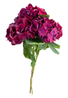 Bouquet of red hydrangea flowers cut out isolated transparent background png