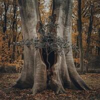 A tree is growing out of a hole in the trunk of a tree photo