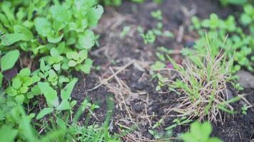 Selective focus on the weed bed. Top view of the ground with grass and a path lined with stones video
