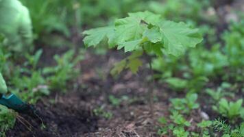 Weeding near a young maple tree. Special attention is paid to nature, wild grasses and the concept of forest conservation. Weeding the ground near a seedling video