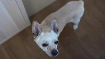 A chihuahua crossbreed dog looks directly into the camera from below. Waiting for praise or goodies video