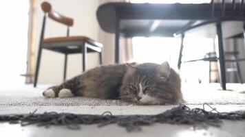 A lazy cat lies in a room and falls asleep under the rays of the sun on the background of the dining table. The pet is resting in the spacious living room. video