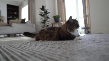 A long-haired cat lies in a room and wags its tail, looking in different directions. A beautiful lazy cat is resting on a light floor. video
