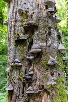 close-up of tree trunk covered with bracket fungi polypores in lush green forest. fungi grow in layered, shelf-like formations decay on bark highlight natural cycle of regeneration in ecosystem photo