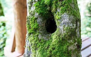 Forest tree trunk with small hollow, covered in thick, bright green moss,background for eco-themed designs, wildlife habitat, ecosystem photo