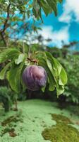 A plum fruit hanging from a tree in the forest photo
